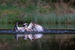 David Plant Photography - Wildlife Photography - Osprey - W