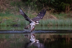 David Plant Photography - Wildlife Photography - Osprey - X