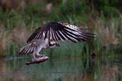 David Plant Photography - Wildlife Photography - Osprey - Y