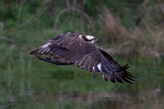 David Plant Photography - Wildlife Photography - Osprey - Z