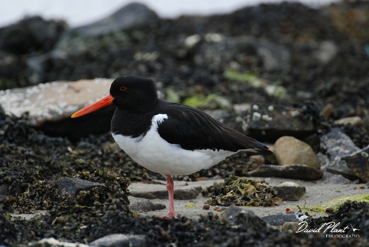 David Plant Photography - Wildlife Photographer - Oystercatcher - A.JPG - Oysterctacher - Shetland Islands