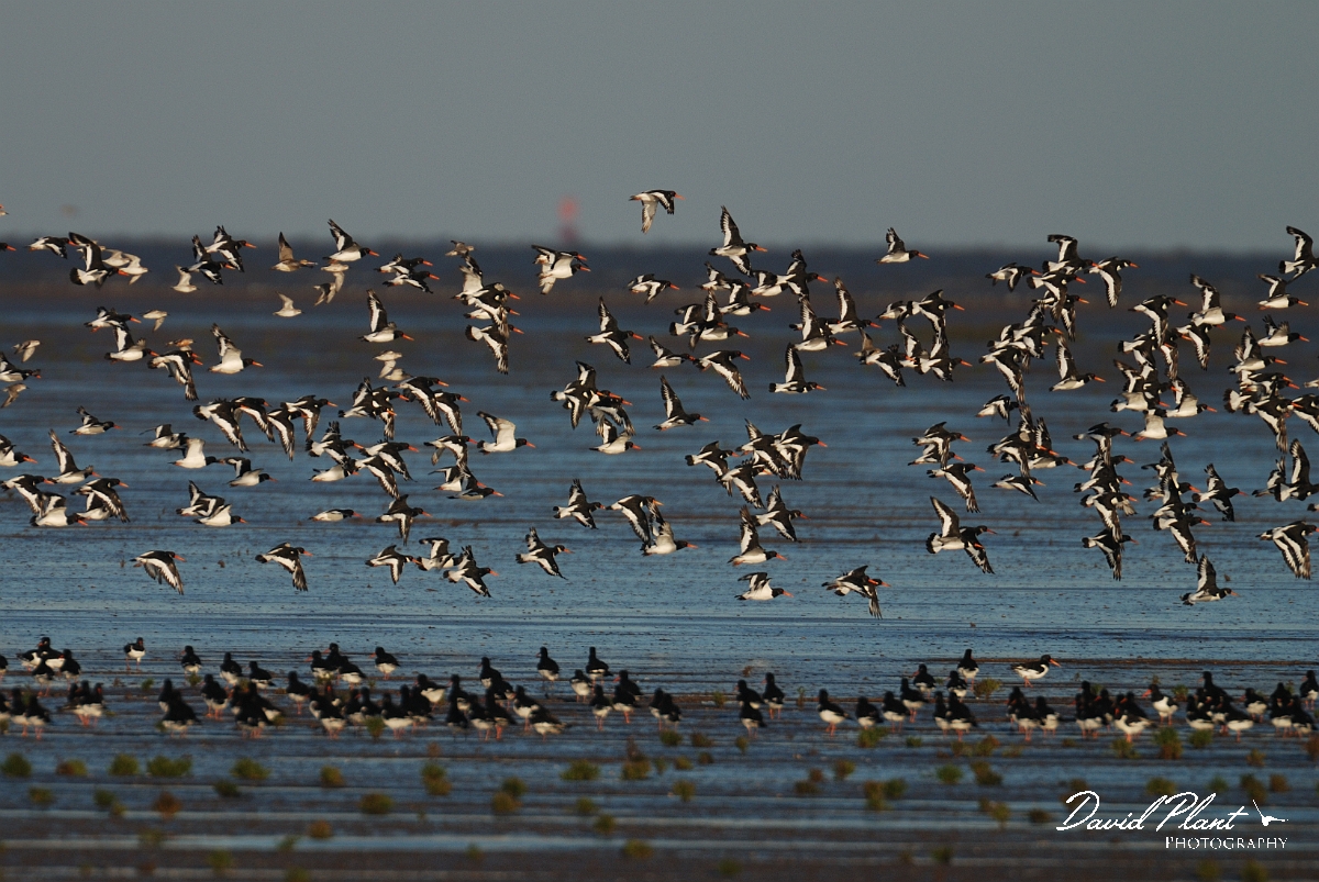 David Plant Photography - Wildlife Photographer - Oystercatcher - J.jpg - Oystercatcher group flying over mud flats- Norfolk