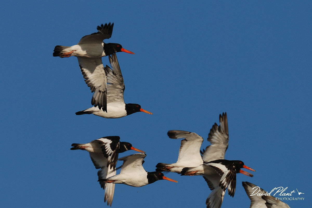 David Plant Photography - Wildlife Photographer - Oystercatcher - L.jpg - Oystercatcher flying - Norfolk
