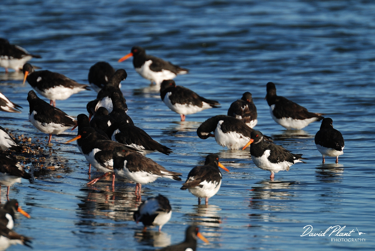 David Plant Photography - Wildlife Photographer - Oystercatcher - N.jpg - Oystercatcher group - Norfolk