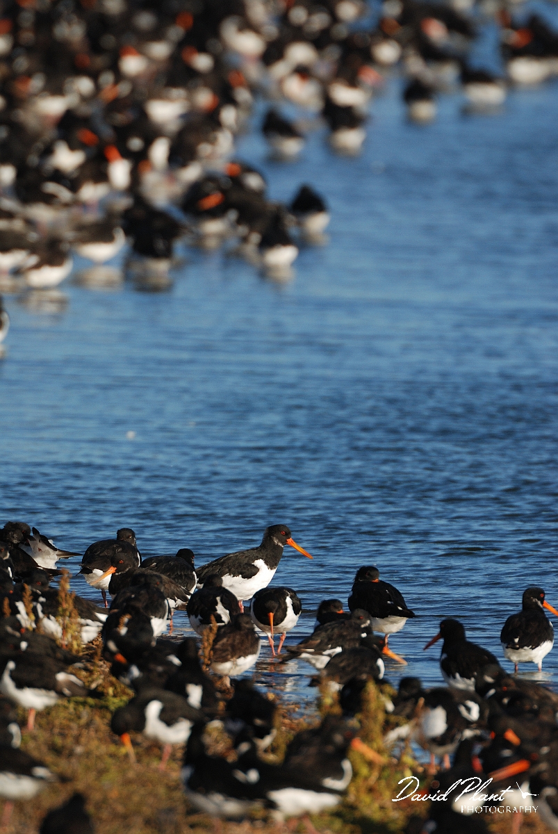 David Plant Photography - Wildlife Photographer - Oystercatcher - O.jpg - Oystercatcher group at high tide - Norfolk