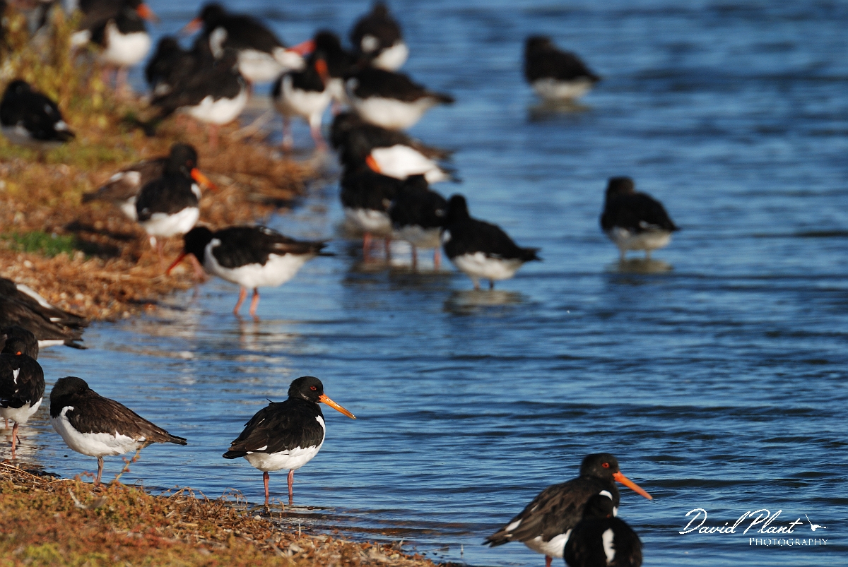 David Plant Photography - Wildlife Photographer - Oystercatcher - P.jpg - Oystercatcher group - Norfolk