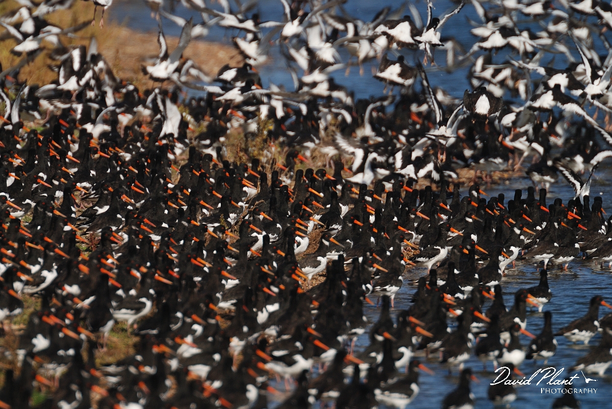 David Plant Photography - Wildlife Photographer - Oystercatcher - R.jpg - Oystercatcher taking flying - Norfolk