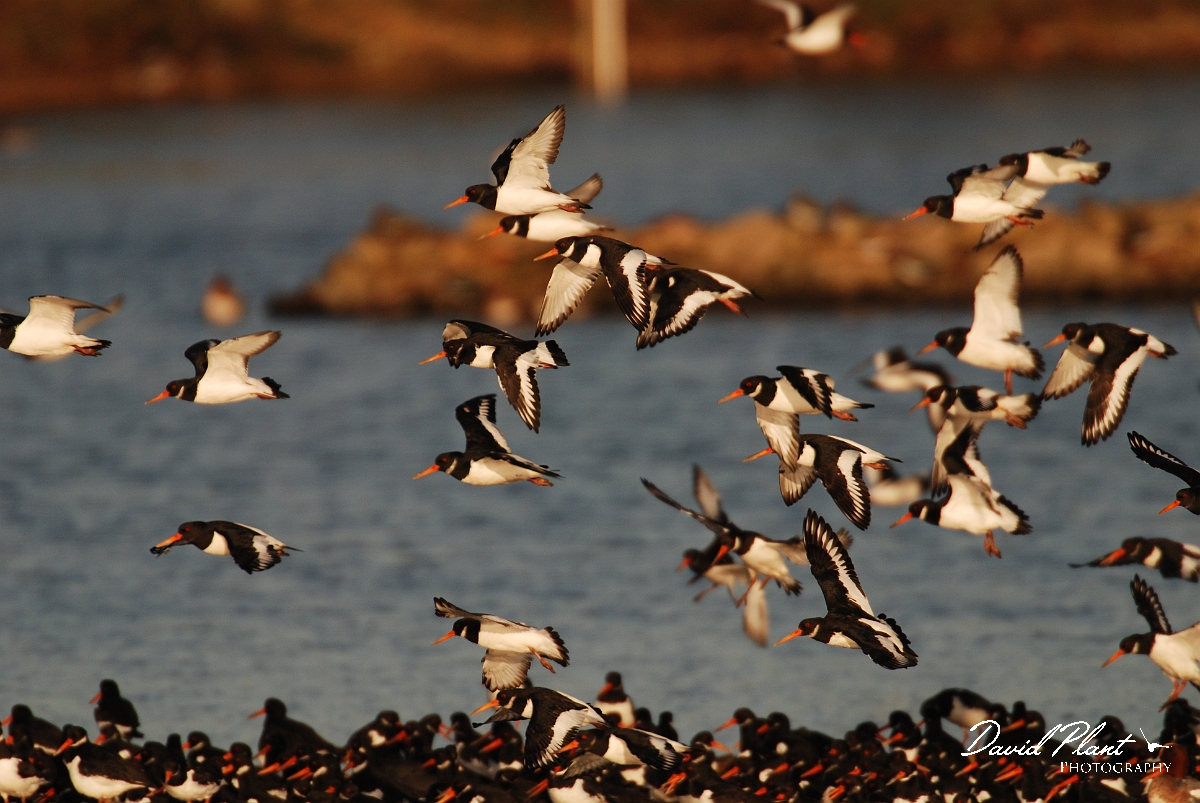 David Plant Photography - Wildlife Photographer - Oystercatcher flock - E.JPG - Oystercatcher flock landing - Norfolk