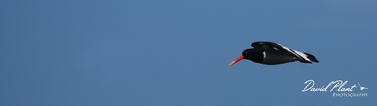 David Plant Photography - Wildlife Photographer - Oystercatcher flying -  B.JPG - Oystercatcher in flight - Shetland Islands