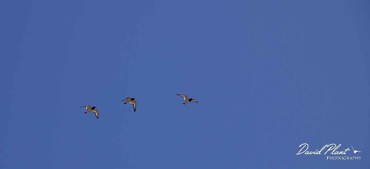 David Plant Photography - Wildlife Photographer - Oystercatchers flying - A.JPG - Oystercatchers in flight - Shetland Islands