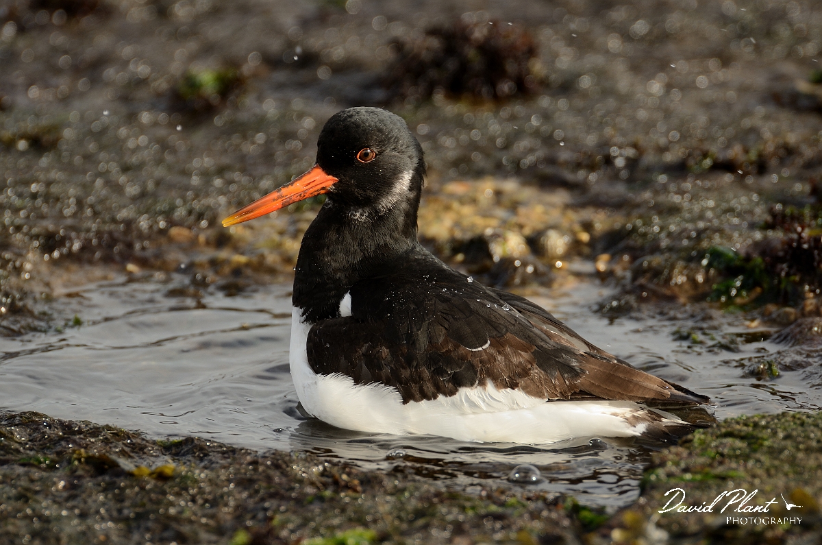 David Plant Photography - Wildlife Photography - Oystercatcher - AA.jpg - Oystercatcher washing - Suffolk