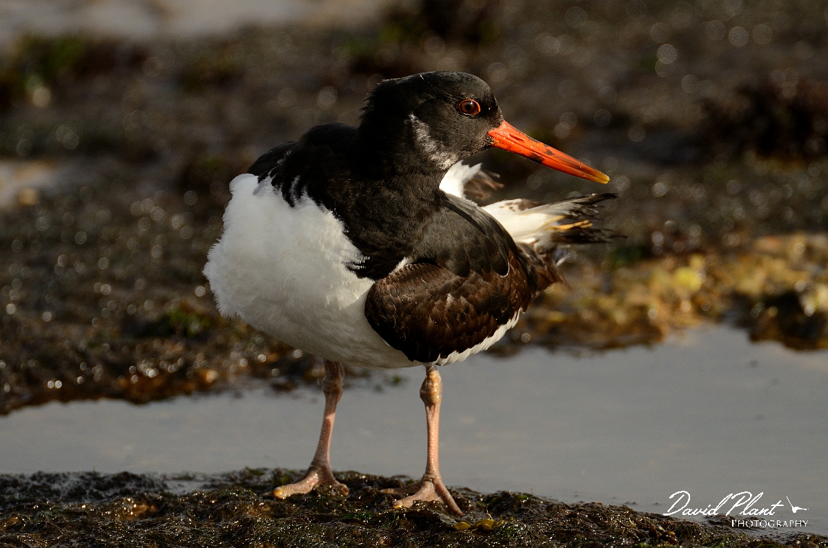 David Plant Photography - Wildlife Photography - Oystercatcher - AB.jpg - Oystercatcher preening - Suffolk