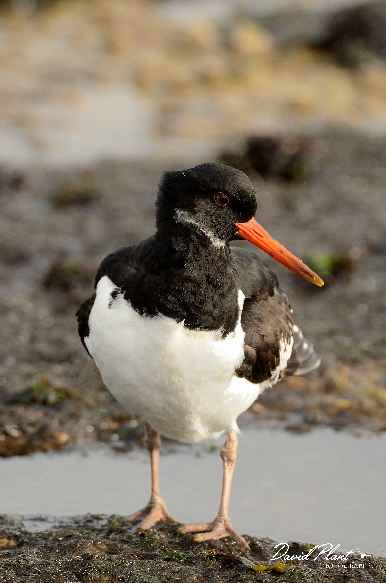 David Plant Photography - Wildlife Photography - Oystercatcher - AC.jpg - Oystercatcher preening - Suffolk