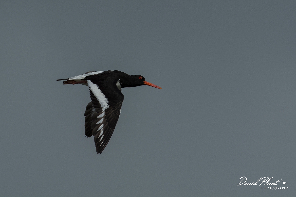 David Plant Photography - Wildlife Photography - Oystercatcher - AD.jpg - Oystercatcher in flight - Anglesey
