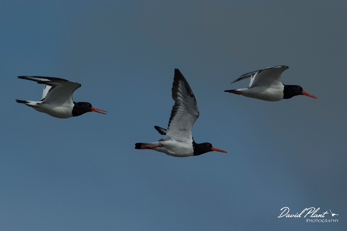 David Plant Photography - Wildlife Photography - Oystercatcher - AE.jpg - Oystercatchers in flight - Anglesey