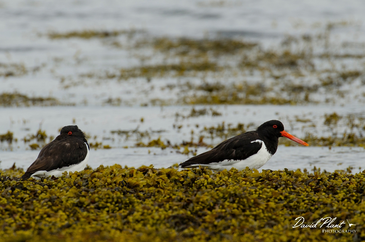 David Plant Photography - Wildlife Photography - Oystercatcher - AI.JPG - Oystercatchers - Anglesey