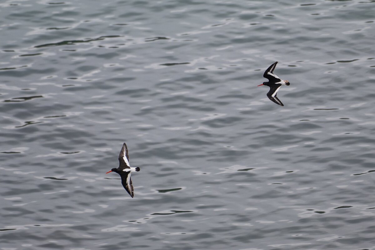 David Plant Photography - Wildlife Photography - Oystercatcher - AL.jpg - Oystercatcher - Cornwall