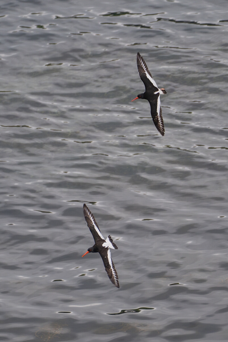 David Plant Photography - Wildlife Photography - Oystercatcher - AM.jpg - Oystercatcher - Cornwall