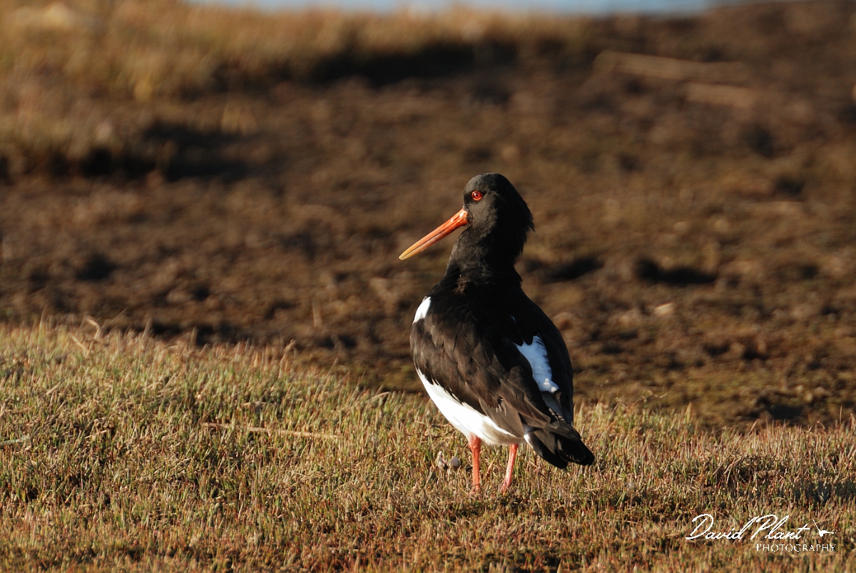 David Plant Photography - Wildlife Photography - Oystercatcher - S.jpg - Oystercatcher - Dorset