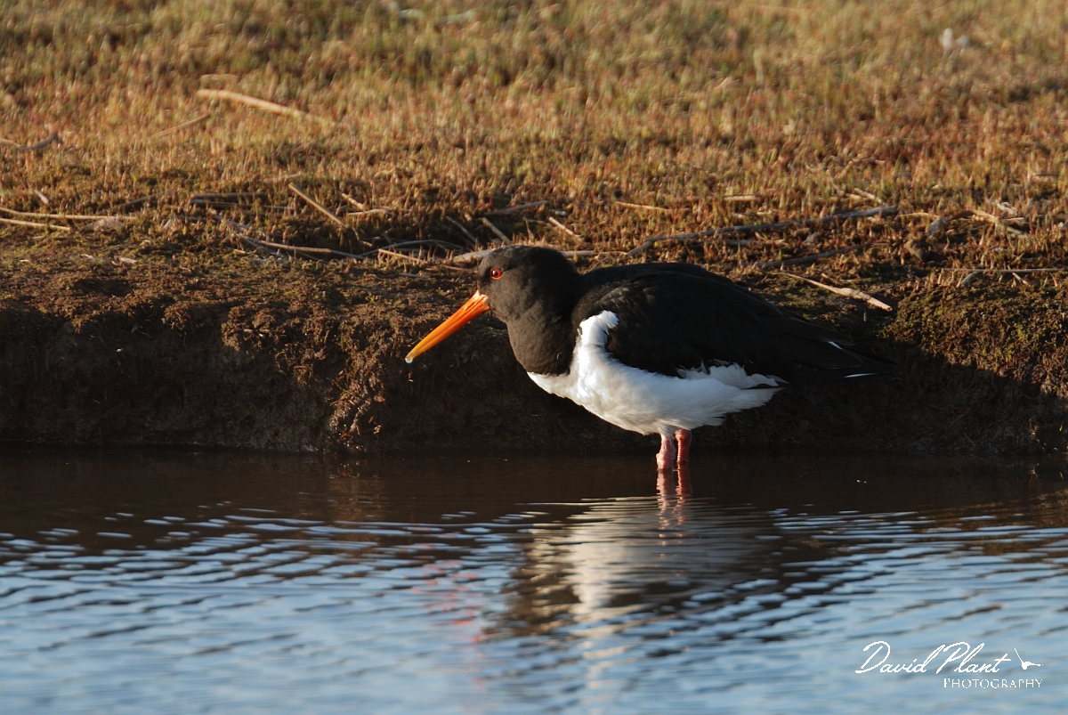 David Plant Photography - Wildlife Photography - Oystercatcher - T.jpg - Oystercatcher - Dorset