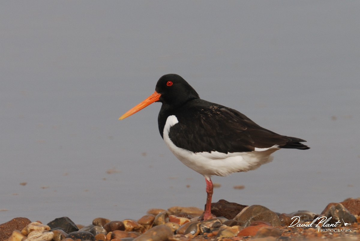 David Plant Photography - Wildlife Photography - Oystercatcher - U.jpg - Oystercatcher on shingle beach - Norfolk