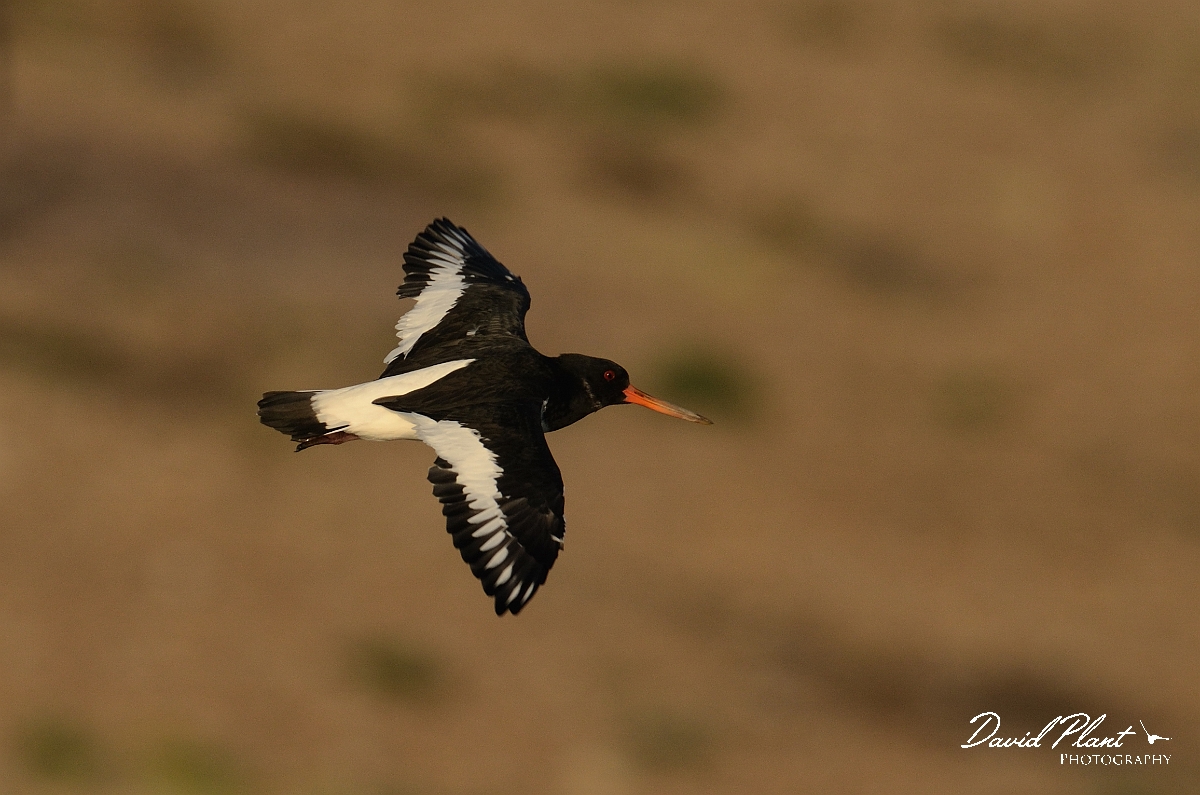 David Plant Photography - Wildlife Photography - Oystercatcher - W.jpg - Oystercatcher in flight upperside - Norfolk