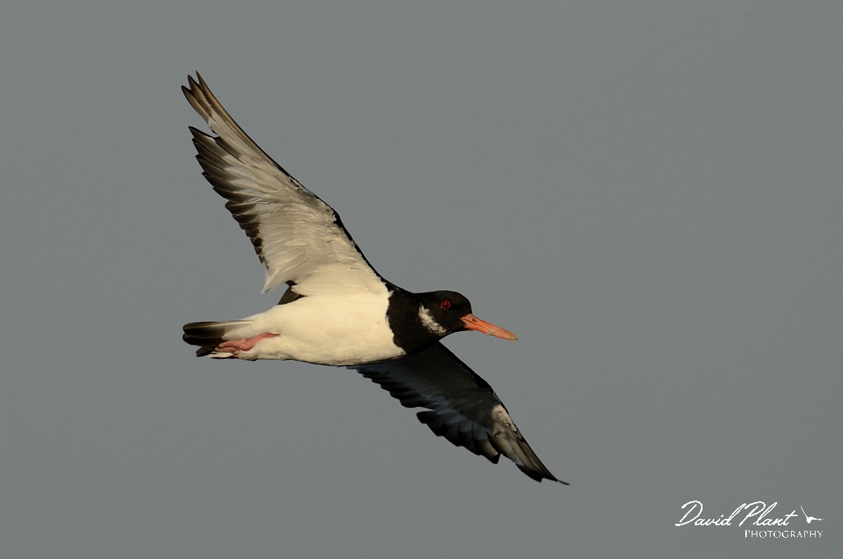 David Plant Photography - Wildlife Photography - Oystercatcher - X.jpg - Oystercatcher in flight underside - Norfolk