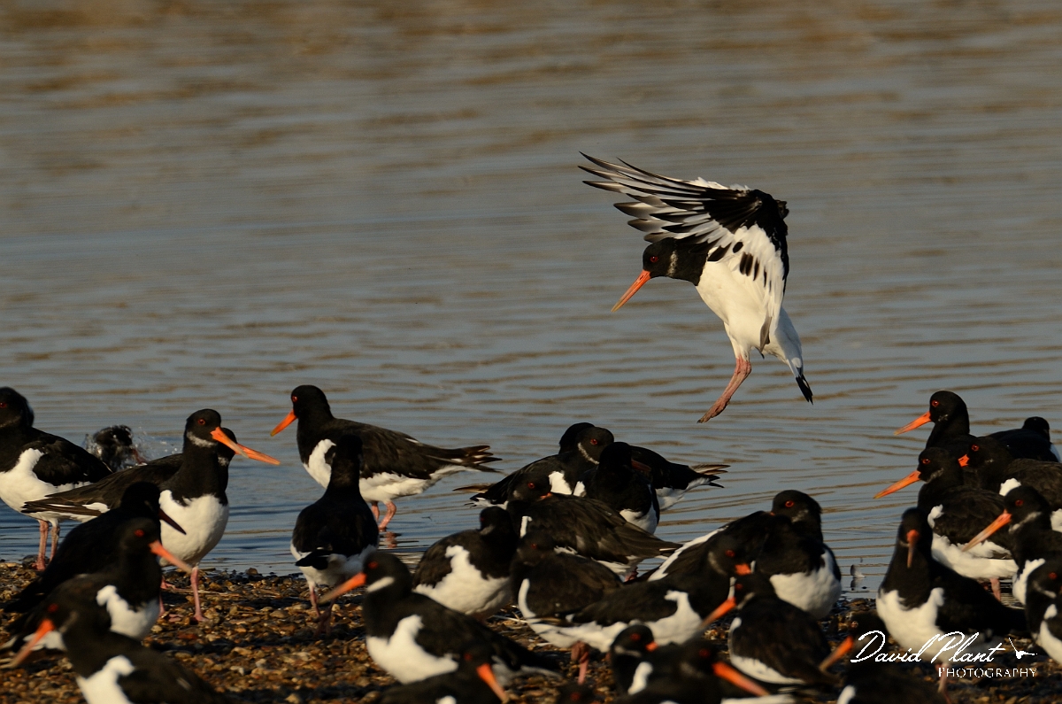 David Plant Photography - Wildlife Photography - Oystercatcher - Y.jpg - Oystercatcher land in flock - Norfolk