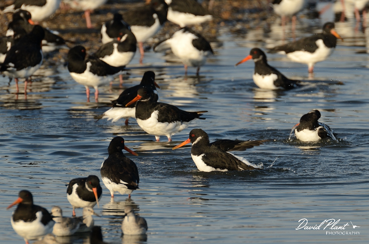 David Plant Photography - Wildlife Photography - Oystercatcher - Z.jpg - Oystercatcher washing - Norfolk