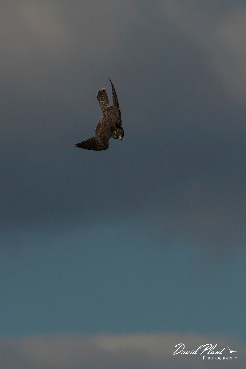 David Plant Photography - Wildlife Photography - Peregrine - C.JPG - Peregrine diving - East Riding of Yorkshire
