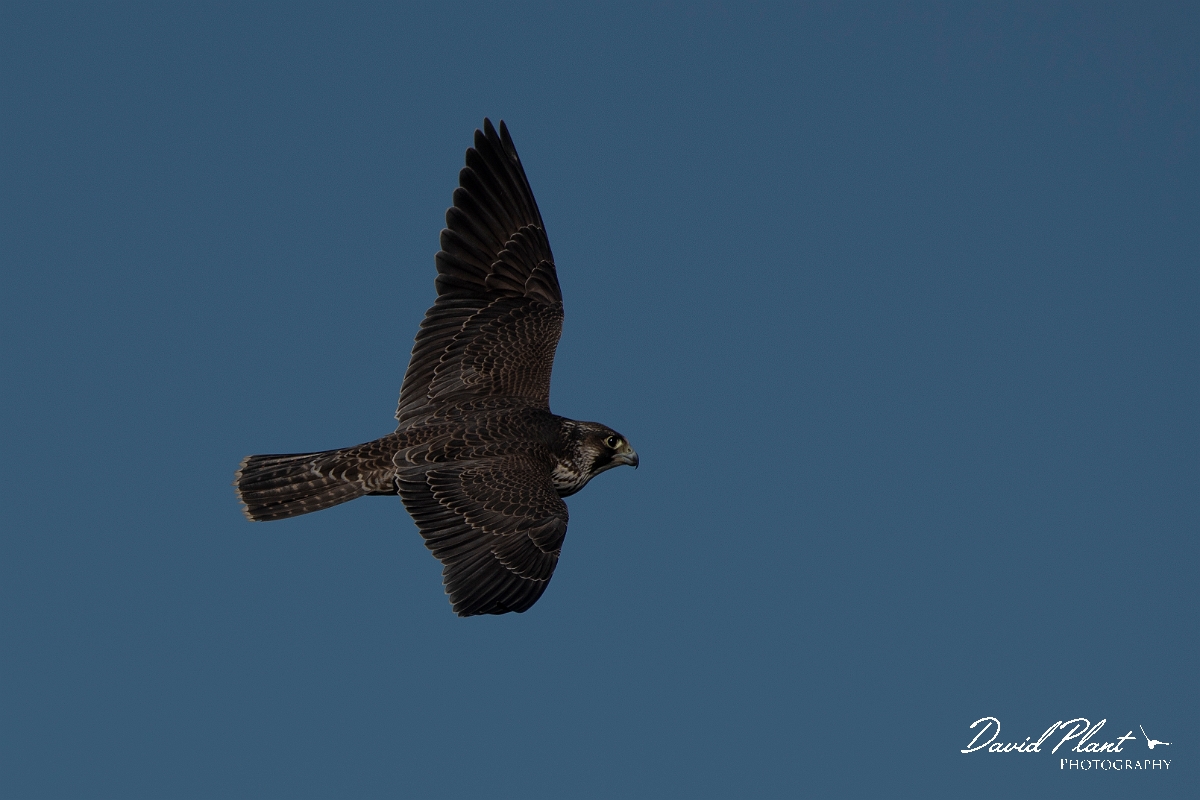 David Plant Photography - Wildlife Photography - Peregrine - D.JPG - Peregrine - East Riding of Yorkshire