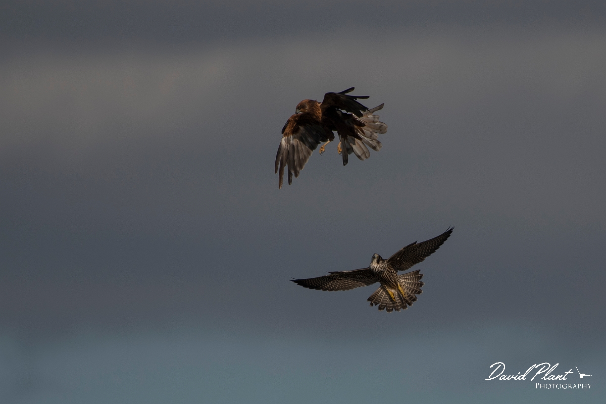 David Plant Photography - Wildlife Photography - Peregrine - H.JPG - Peregrine with marsh harrier - East Riding of Yorkshire