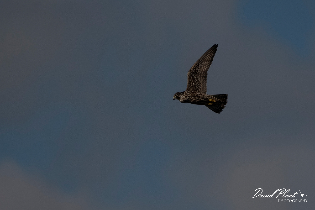 David Plant Photography - Wildlife Photography - Peregrine - K.JPG - Peregrine - East Riding of Yorkshire