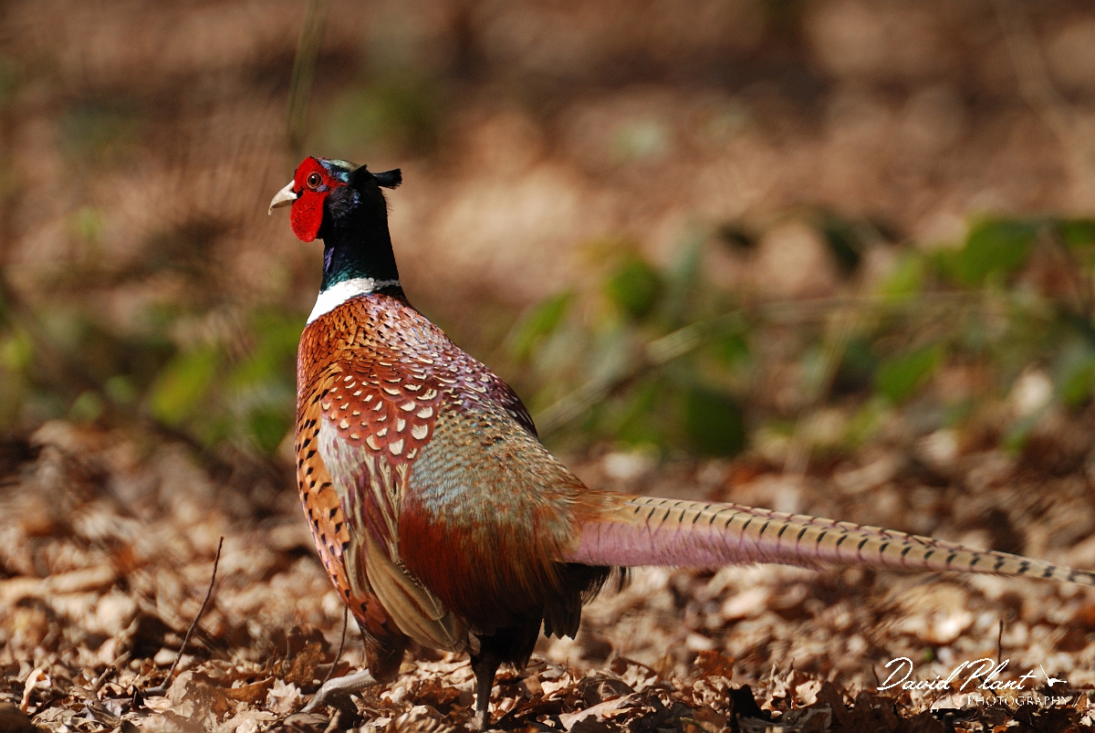David Plant Photography - Wildlife Photographer - Pheasant male - C.jpg - Pheasant male - Hertfordshire
