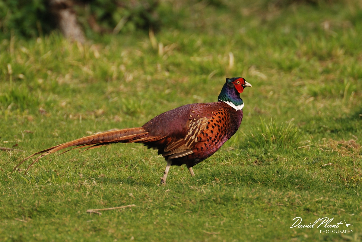 David Plant Photography - Wildlife Photography - Pheasant - D.jpg - Pheasant, male - Bedfordshire