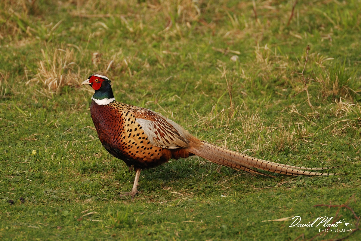 David Plant Photography - Wildlife Photography - Pheasant - E.jpg - Pheasant, male - Bedfordshire