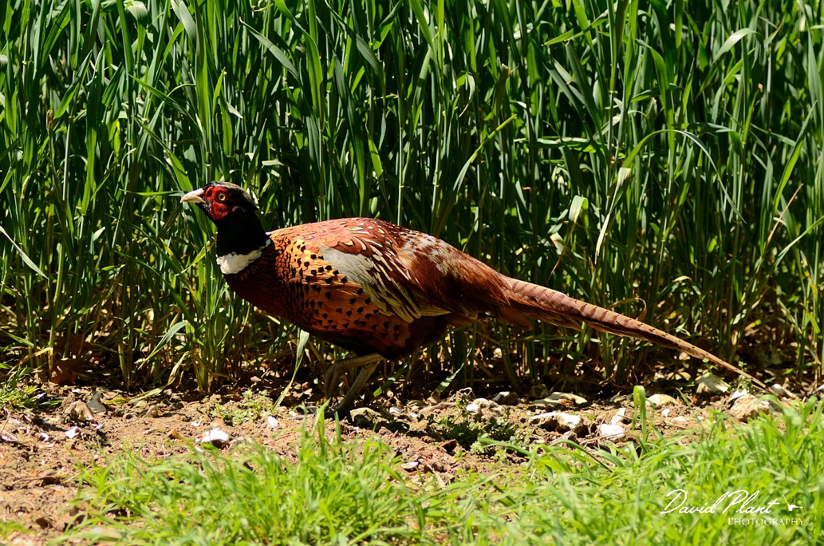David Plant Photography - Wildlife Photography - Pheasant - F.jpg - Pheasant, male - Buckinghamshire