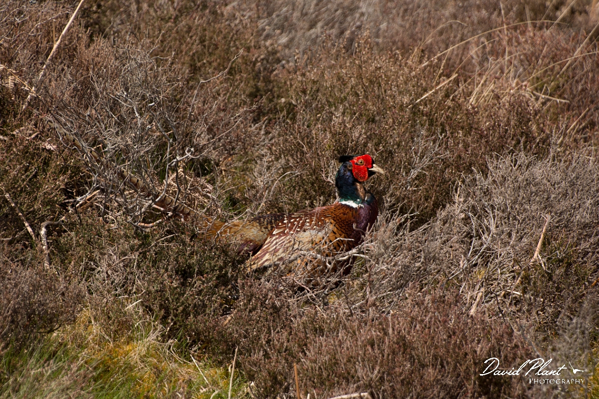 David Plant Photography - Wildlife Photography - Pheasant - G.jpg - Pheasant - Perthshire