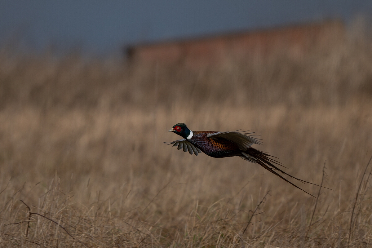 David Plant Photography - Wildlife Photography - Pheasant - H.jpg - Pheasant, male - Gloucestershire