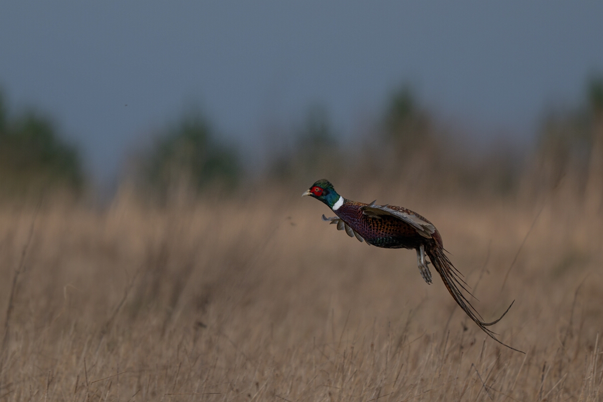 David Plant Photography - Wildlife Photography - Pheasant - J.jpg - Pheasant, male - Gloucestershire