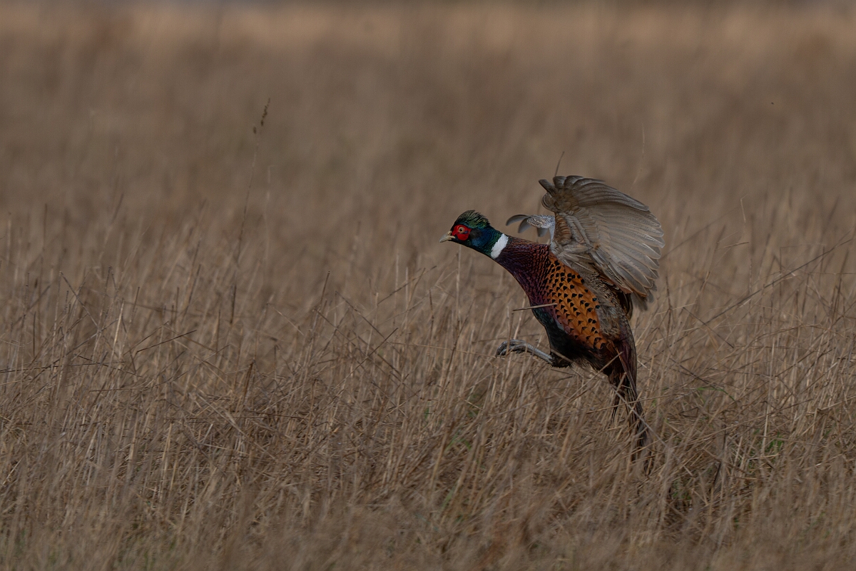 David Plant Photography - Wildlife Photography - Pheasant - K.jpg - Pheasant, male - Gloucestershire