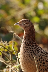 David Plant Photography - Wildlife Photographer - Pheasant female head - B