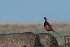 David Plant Photography - Wildlife Photographer - Pheasant on bails - A