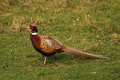 David Plant Photography - Wildlife Photography - Pheasant - E