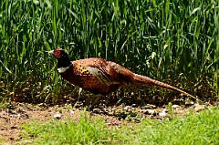David Plant Photography - Wildlife Photography - Pheasant - F