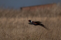 David Plant Photography - Wildlife Photography - Pheasant - H