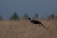 David Plant Photography - Wildlife Photography - Pheasant - I