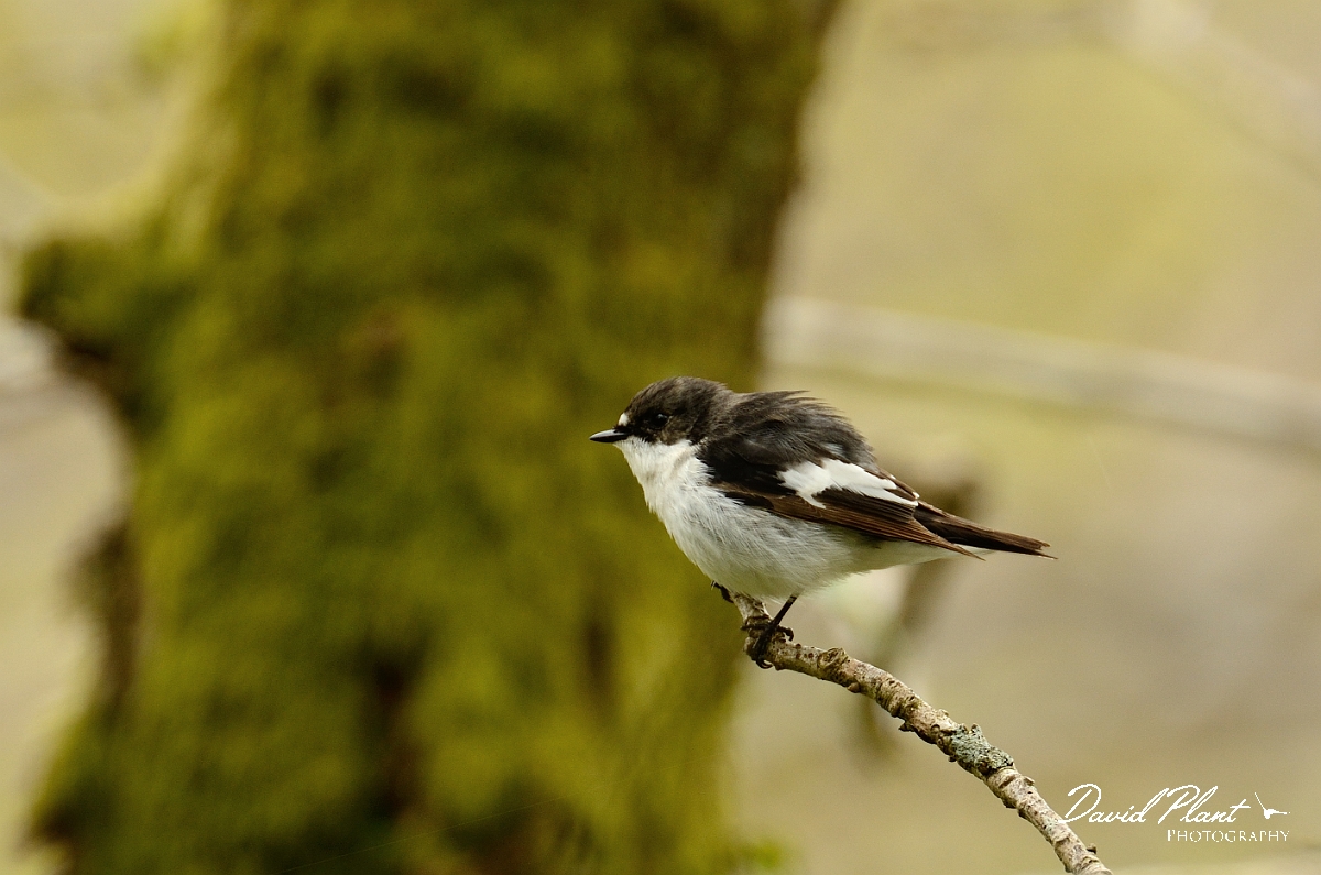 David Plant Photography - Wildlife Photography - Pied flycatcher - A.jpg - Pied flychatcher, male on branch - Gwynedd