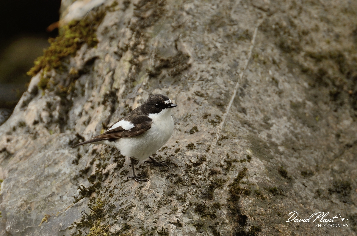 David Plant Photography - Wildlife Photography - Pied flycatcher - B.jpg - Pied flychatcher, male on rock - Gwynedd