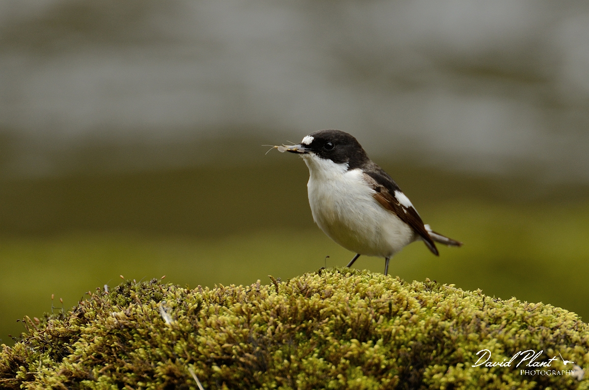 David Plant Photography - Wildlife Photography - Pied flycatcher - D.jpg - Pied flychatcher, male with food - Gwynedd